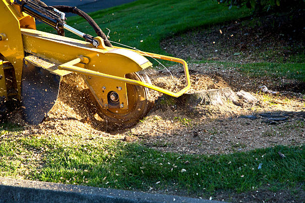 How Our Tree Care Process Works  in  Siesta Acres, TX